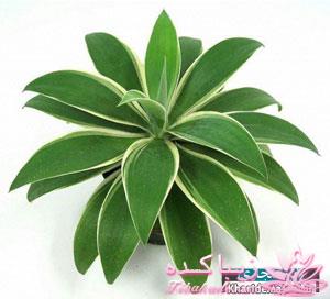 گیاهان آپارتمانی 